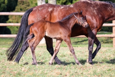 FOALS DE THREAT