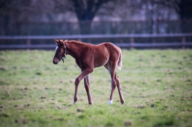 FOALS DE THREAT