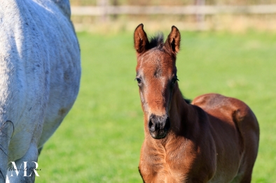 FOALS DE THREAT