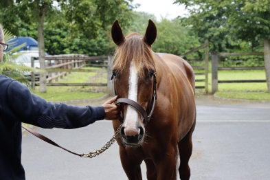 STALLION PARADE BY MONT GOUBERT